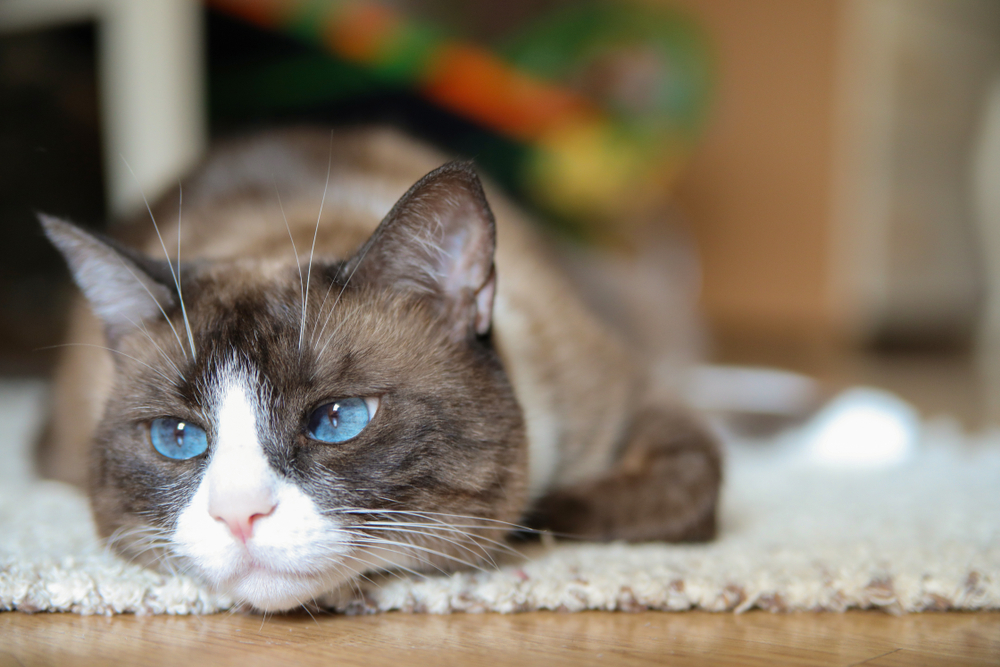 snowshoe cat laying on the floor