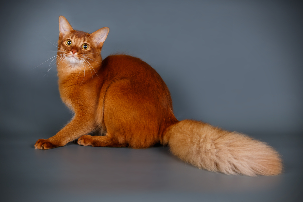 somali cat