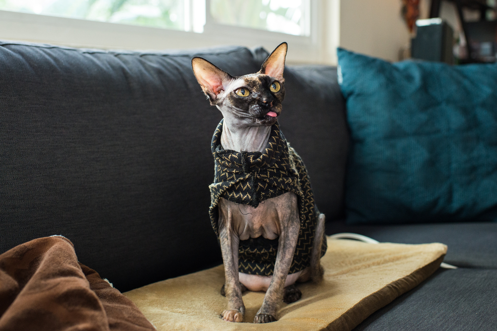 Are Heated Cat Beds Safe? Can They Be On All the Time?