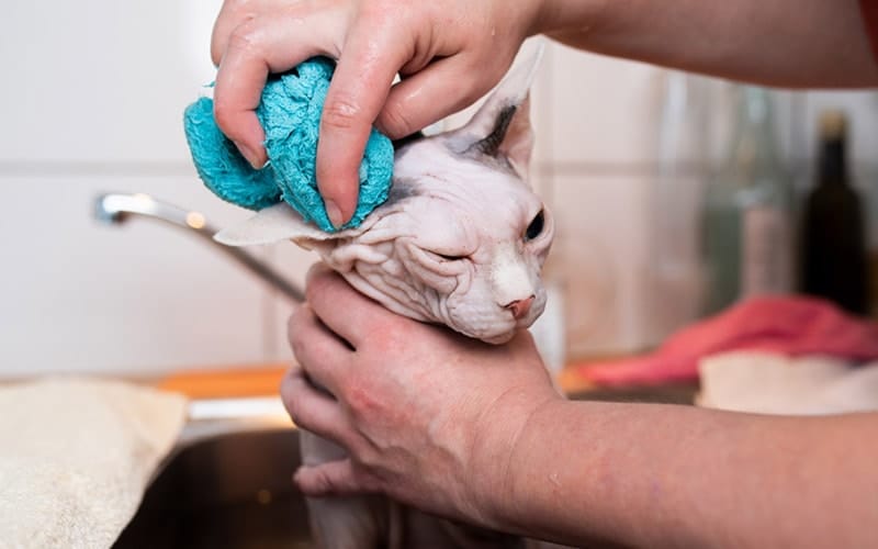 Can You Wash a Cat With Just Water? 6 Vet-Reviewed Tips & FAQs