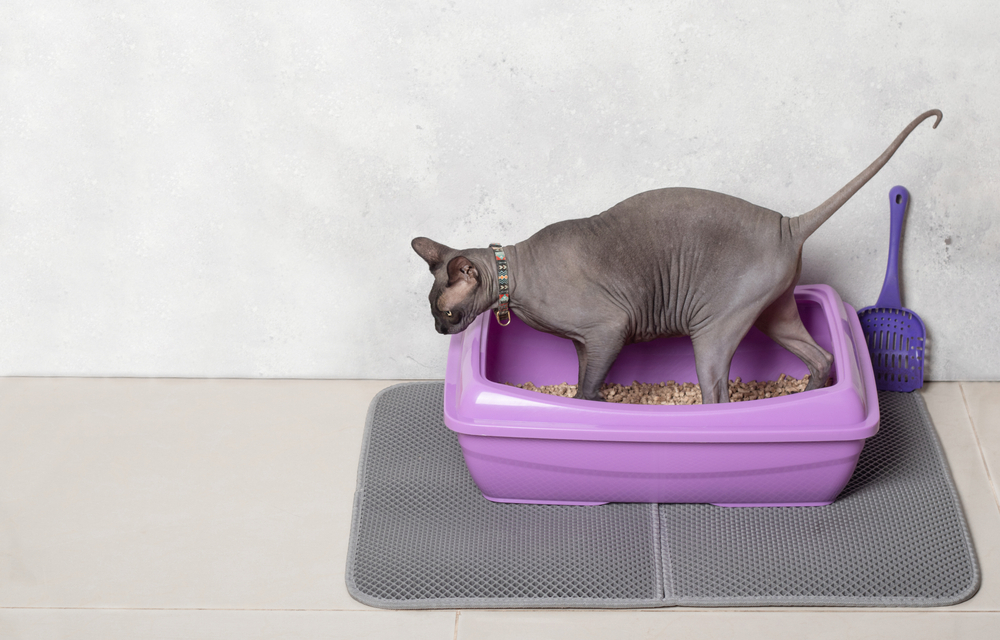10 Best Cat Litter Mats of 2026 - Reviews & Top Picks
