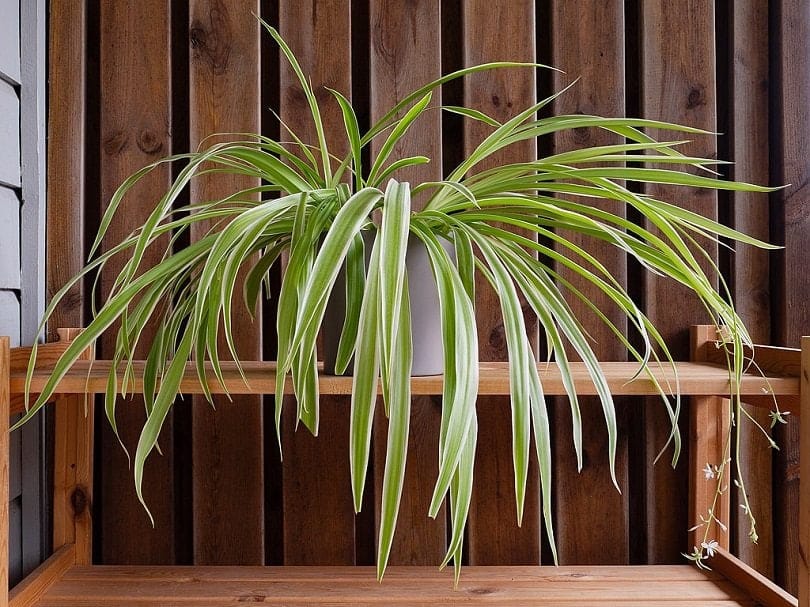 spider_plant_with_plantlets_and_flowers-commons wikimedia