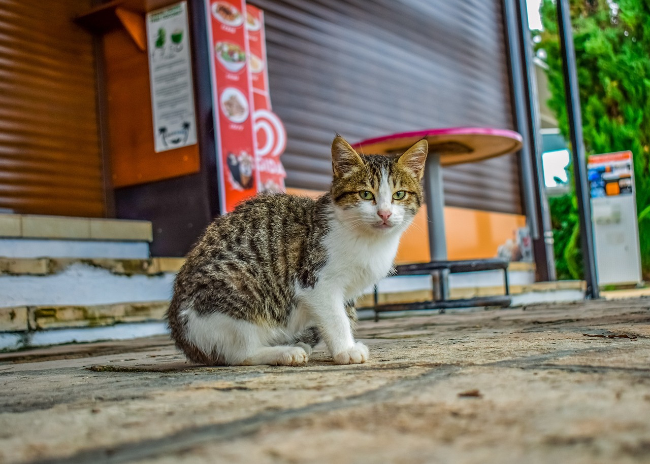 14 Signs a Stray Cat Likes or Dislikes You (Vet-Reviewed)