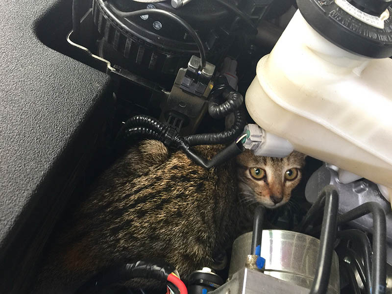 How Do Cats Get Under Car Hoods? Vet-Reviewed Guide on What to Do & Prevention Tips