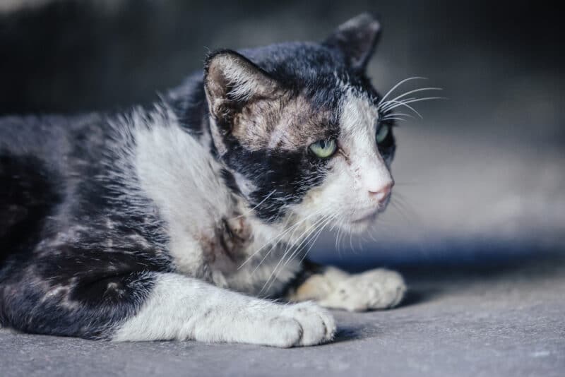 Will Cat Fur Grow Back Over Scar Tissue? Vet Reviewed Facts & FAQs