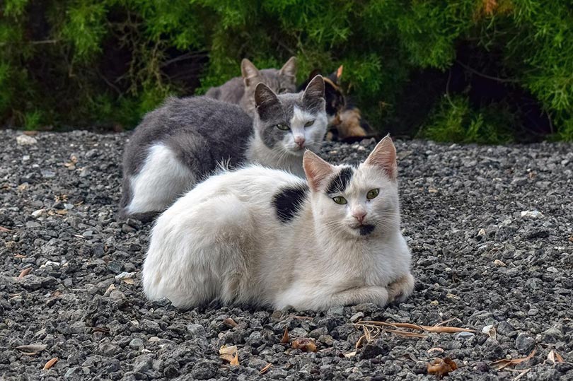 Is It True That All Stray Cats Have Fleas? Vet-Verified Facts & FAQ