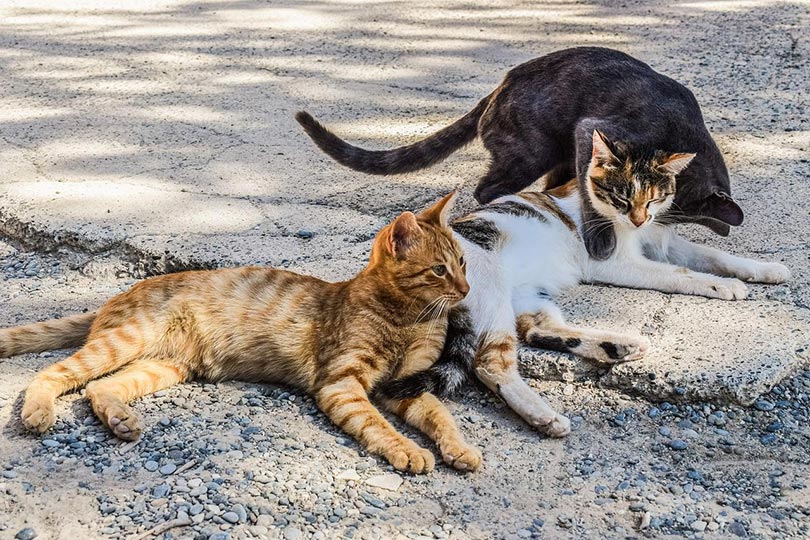 Why Do Stray Cats Like Me? 7 Interesting Reasons