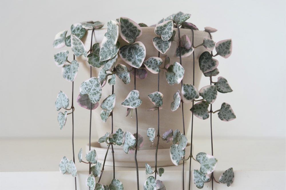 String of hearts houseplant
