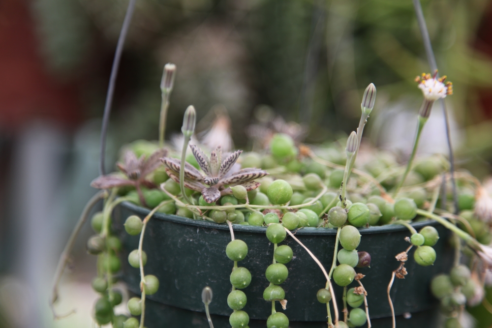 string-of-pearls-plant