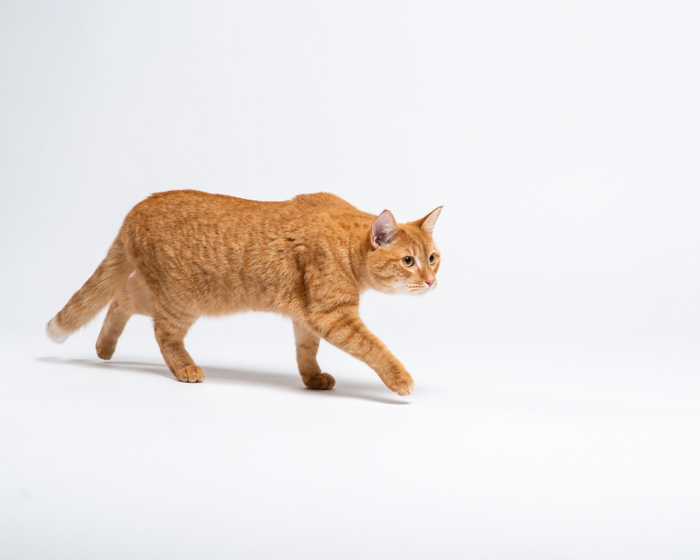 striped ginger cat walks past the camera on a white floor in studio