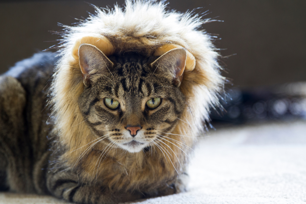 strong cat wearing a lion costume