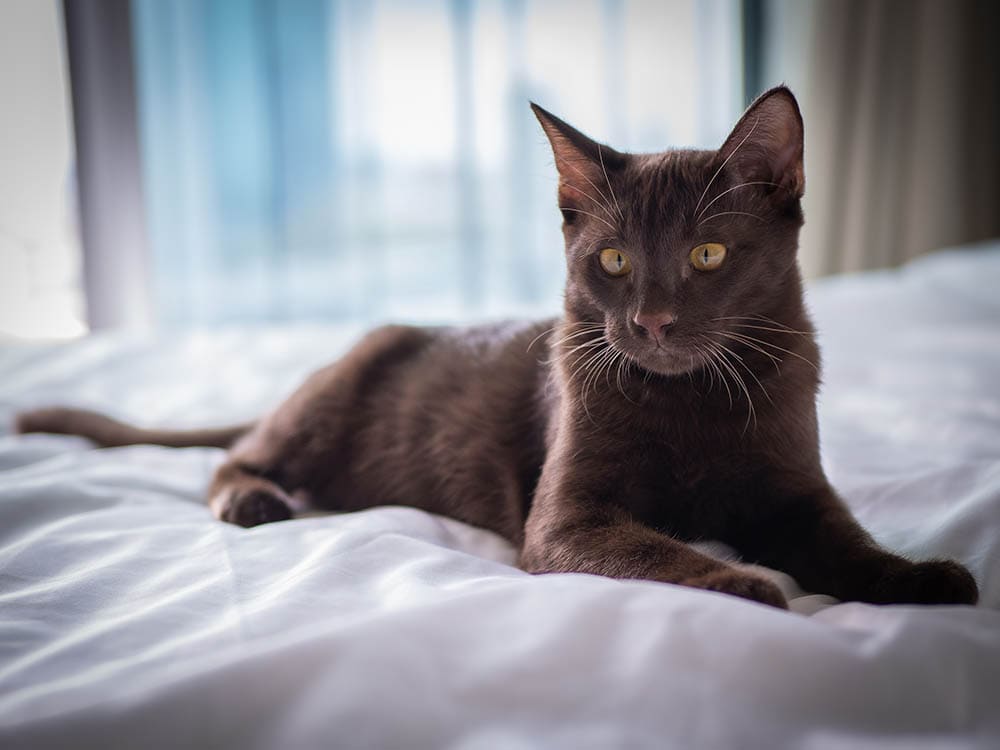 Suphalak Cat Breed: Info, Pictures, Traits & More