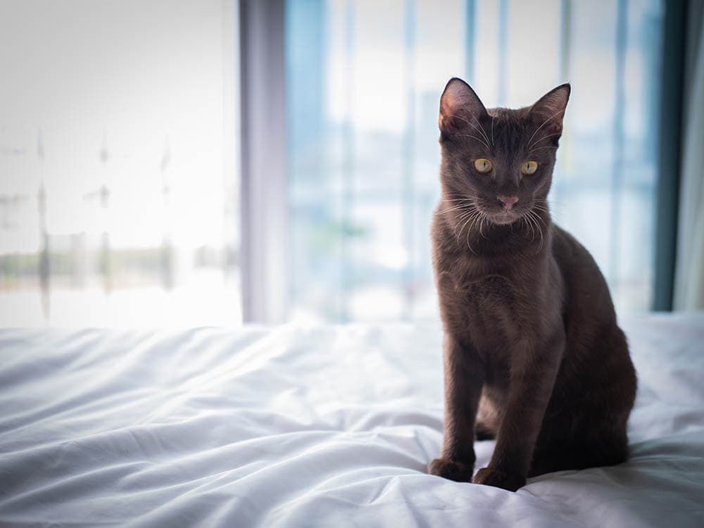 Suphalak cat sitting