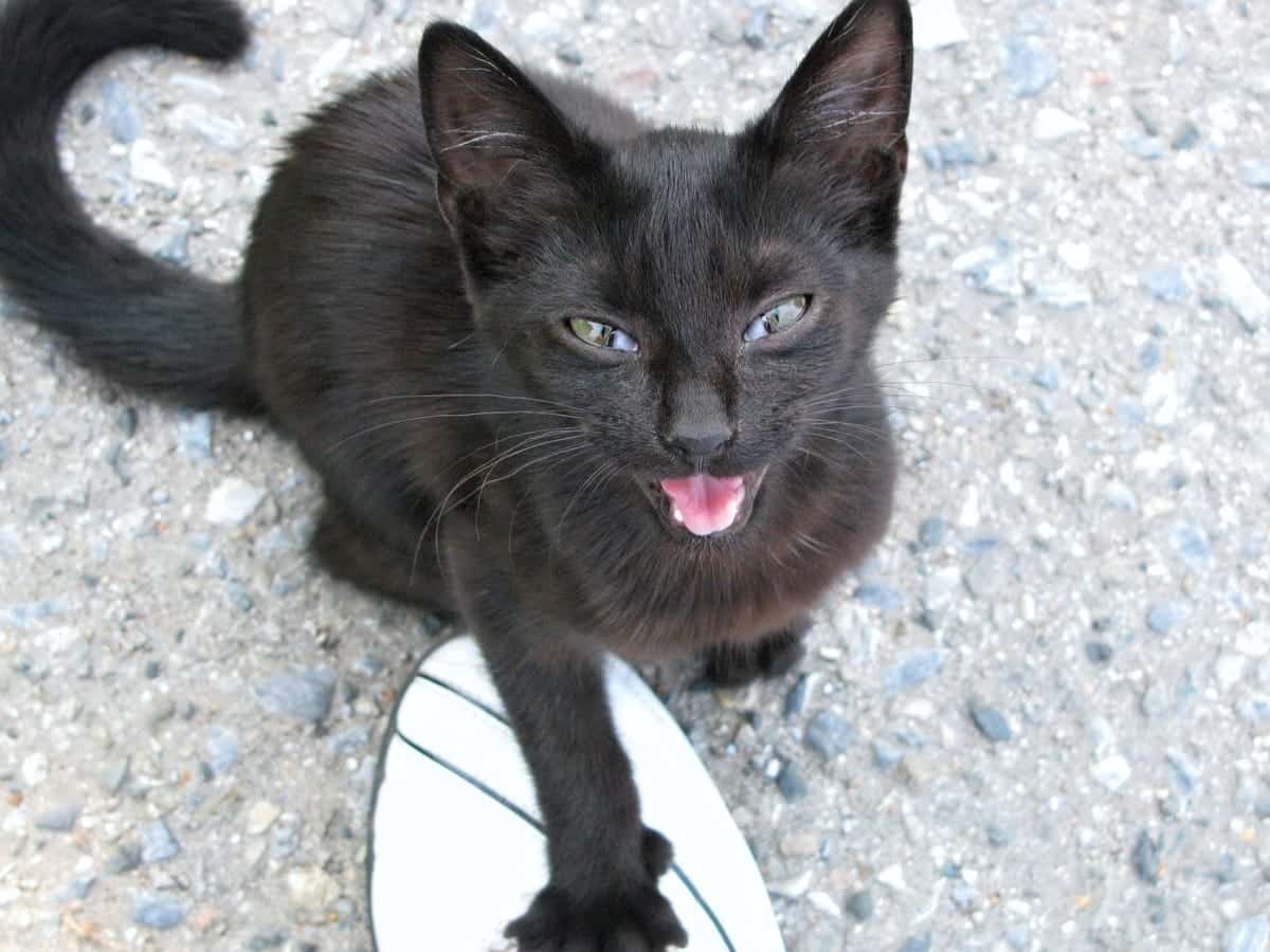 Attention Seeking Behavior in Cats: Vet-Reviewed Signs, Causes & What to Do