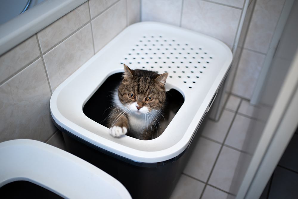 tabby british shorthair cat leaving the top entry litter box