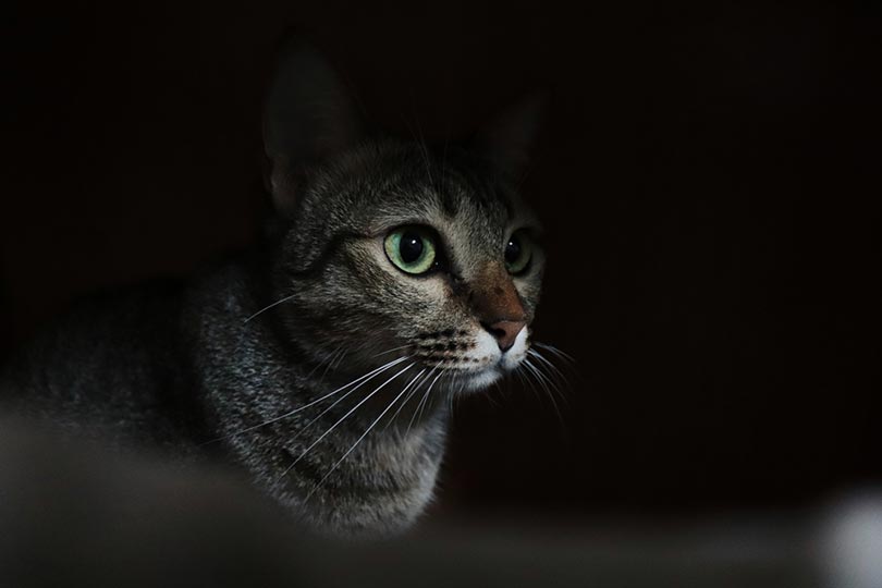 Can Cats See in the Dark? 8 Cat Night Vision Facts (Vet Verified)