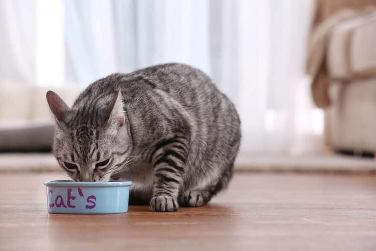 How Often Should I Feed My Cat? Vet-Reviewed Considerations & Tips