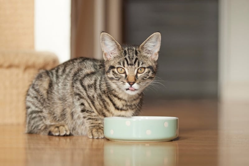 How to Put Your Cat on a Diet: 20 Tips to Lose Weight (Vet Answer)