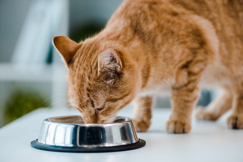 10 Basics of a Homemade Fresh Diet for Cats: Our Vet Explains