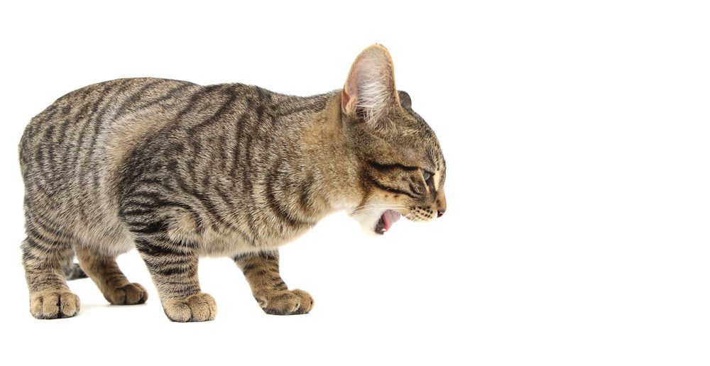 tabby cat gagging or choking