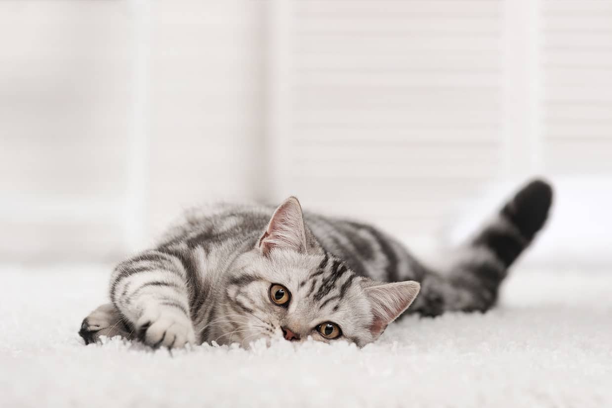 What Is the Best Type of Carpet for Cats That Scratch? (Facts, & FAQ)