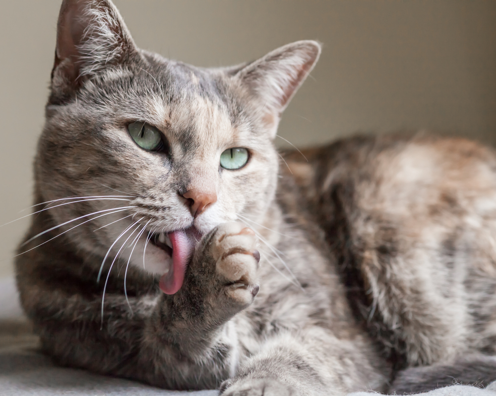 Why Do Cats Lick Their Paws After Eating? Vet-Verified Feline Behavior Explanation