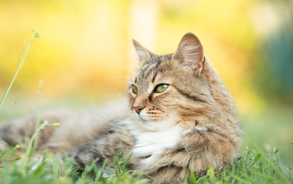 tabby cat lying on grass