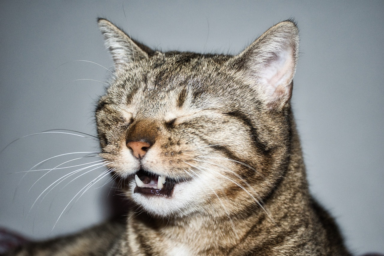 What Is the Flehmen Response in Cats? Our Vet Answers