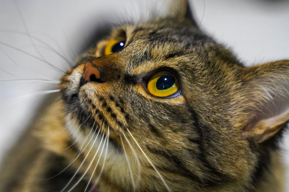 Why Is My Cat Staring at the Ceiling? 6 Vet-Reviewed Reasons