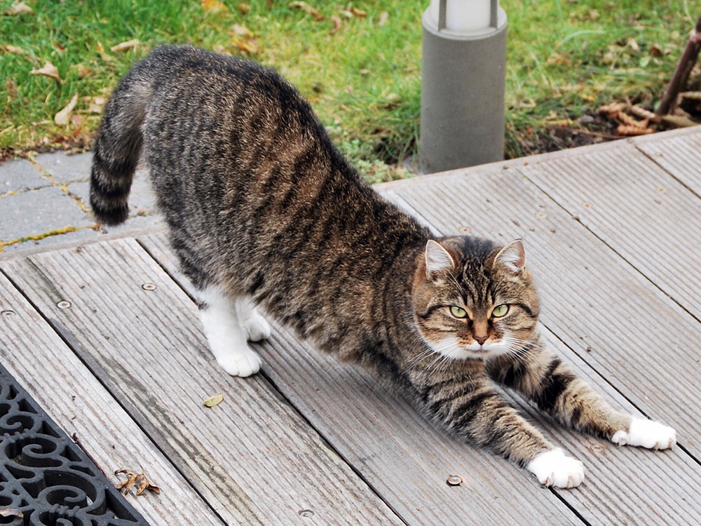 Why Are Cats So Flexible? Vet-Verified Facts & Reasons