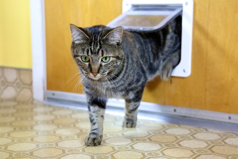 5 Best Cat Doors for Cold Weather in 2026 – Reviews & Top Picks