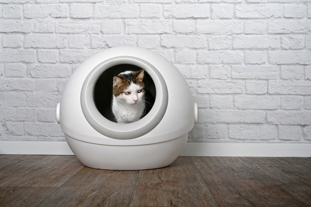8 Best Automatic Litter Boxes for Self-Cleaning in 2026 - Reviews & Top Picks