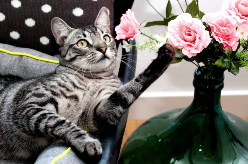 tabby cat with flowers