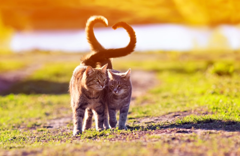 Can a Neutered Male Cat Still Get a Female Pregnant? Vet-Verified Facts