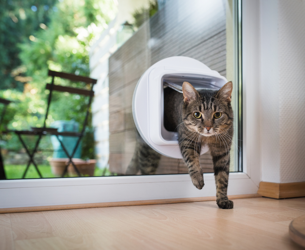 10 Best Microchip Cat Flaps in 2026 - Reviews & Top Picks