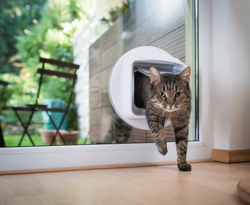 8 Best Cat Doors (2026) - Reviews & Top Picks