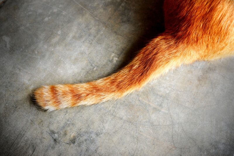What Causes Limp Tails in Cats? Our Vet Explains