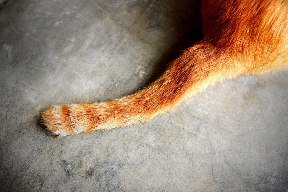 Trimming a Long-Haired Cat’s Bottom: 7 Vet-Verified Tips & Tricks