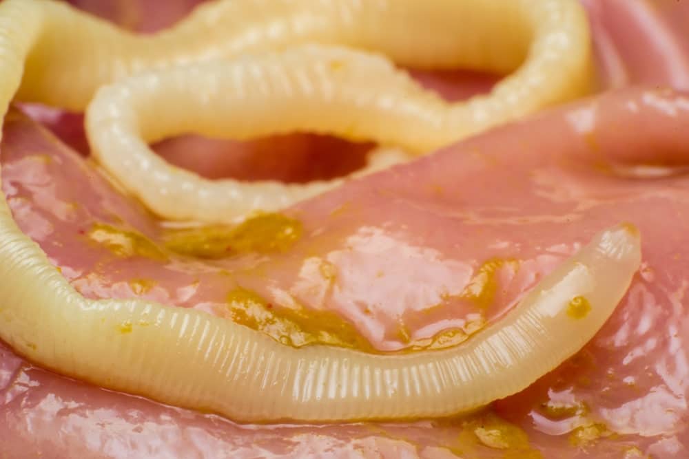 Are Tapeworms in Cats Contagious? Vet-Reviewed Health Facts