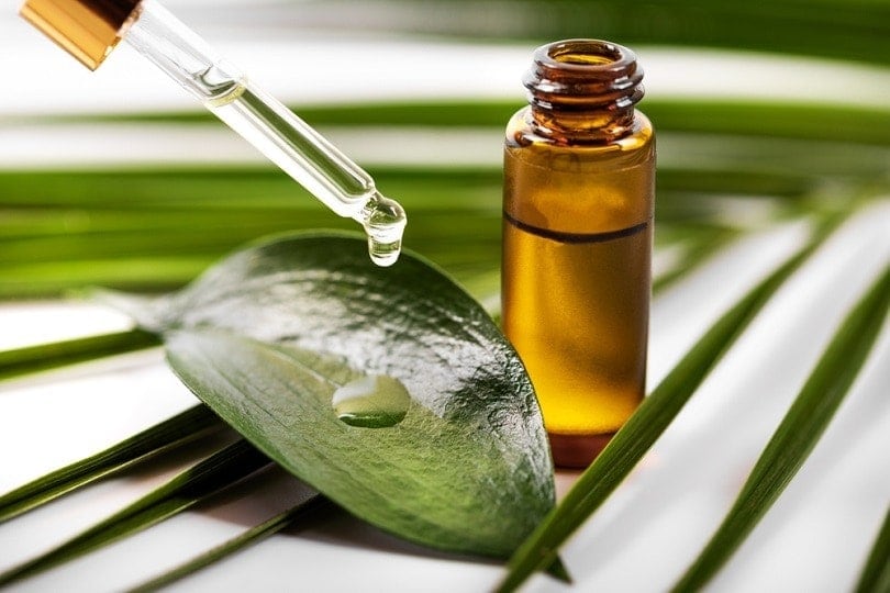 Is Tea Tree Oil Poisonous to Cats? Vet Reviewed Risks & FAQ