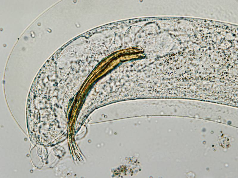 Lungworm In Cats (Vet Answer): Signs, Causes, Care & FAQ