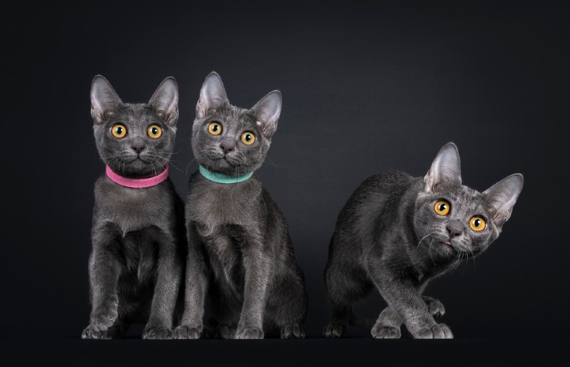How to Introduce a Third Cat to Your Home (11 Vet-Reviewed Tips)