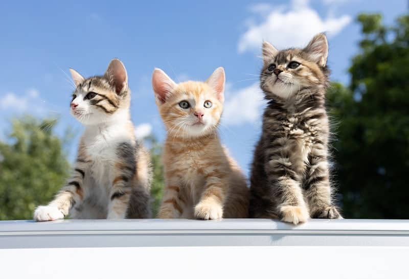 Why Do Cats Have Different Colored Kittens? Vet-Approved Facts & FAQ