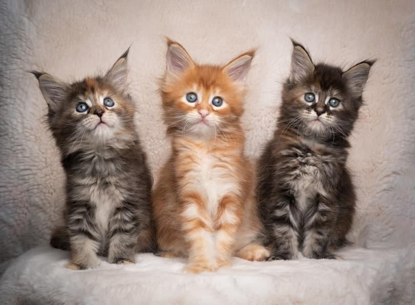 Maine Coon Kittens for Sale in USA: Breeders List 2026