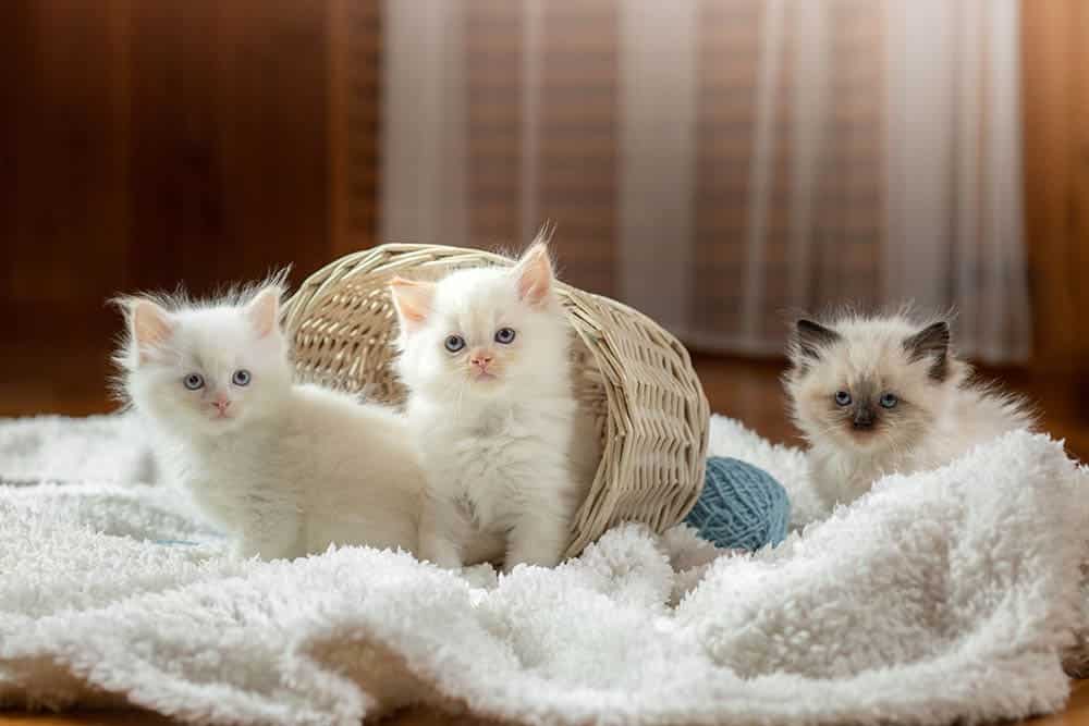 Ragdoll Kittens for Sale in Pennsylvania: Breeders List 2026