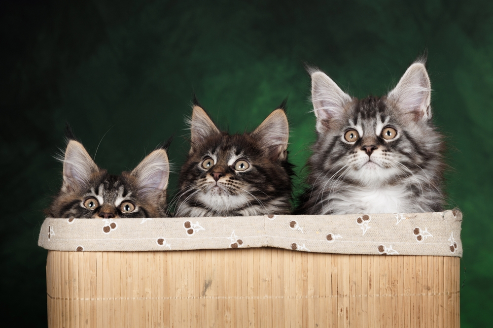 Maine Coon Kittens for Sale in North Carolina: Breeders List 2026