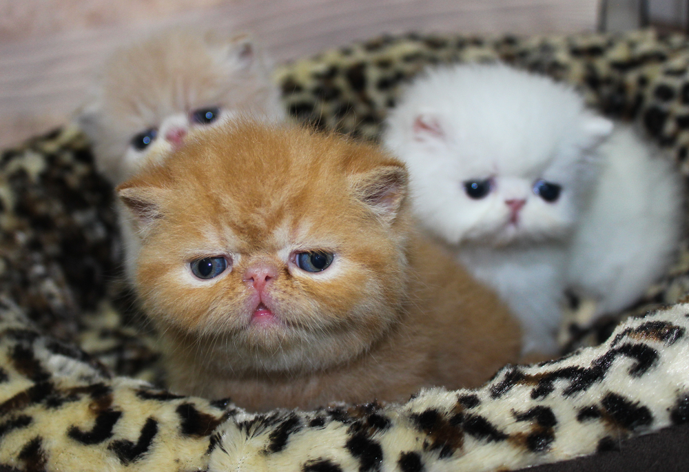 three little exotic shorthair kittens