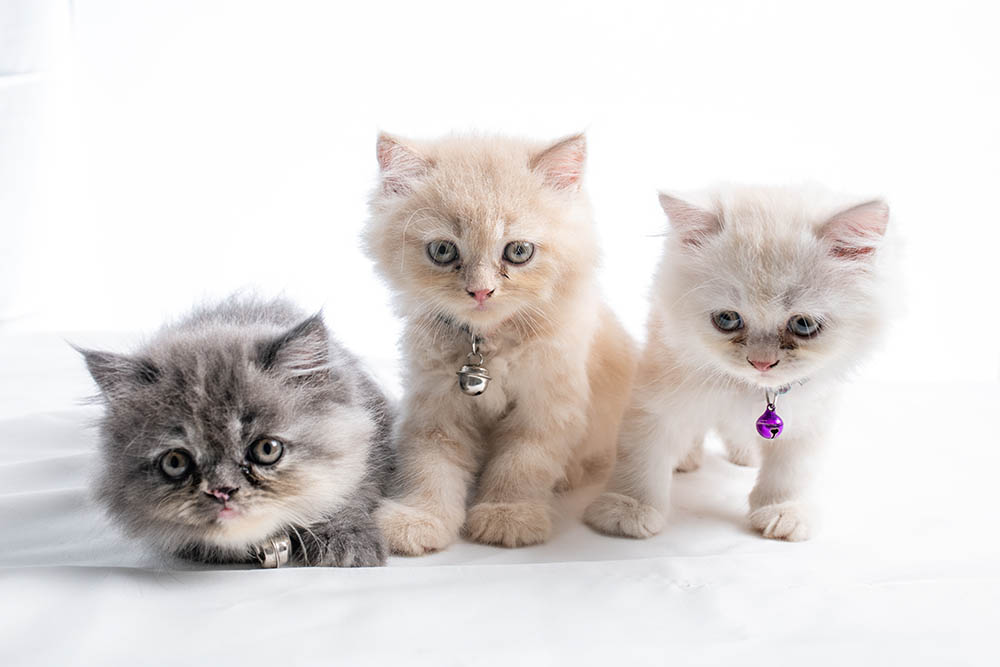 Persian Kittens For Sale in New Jersey: Breeders List 2026