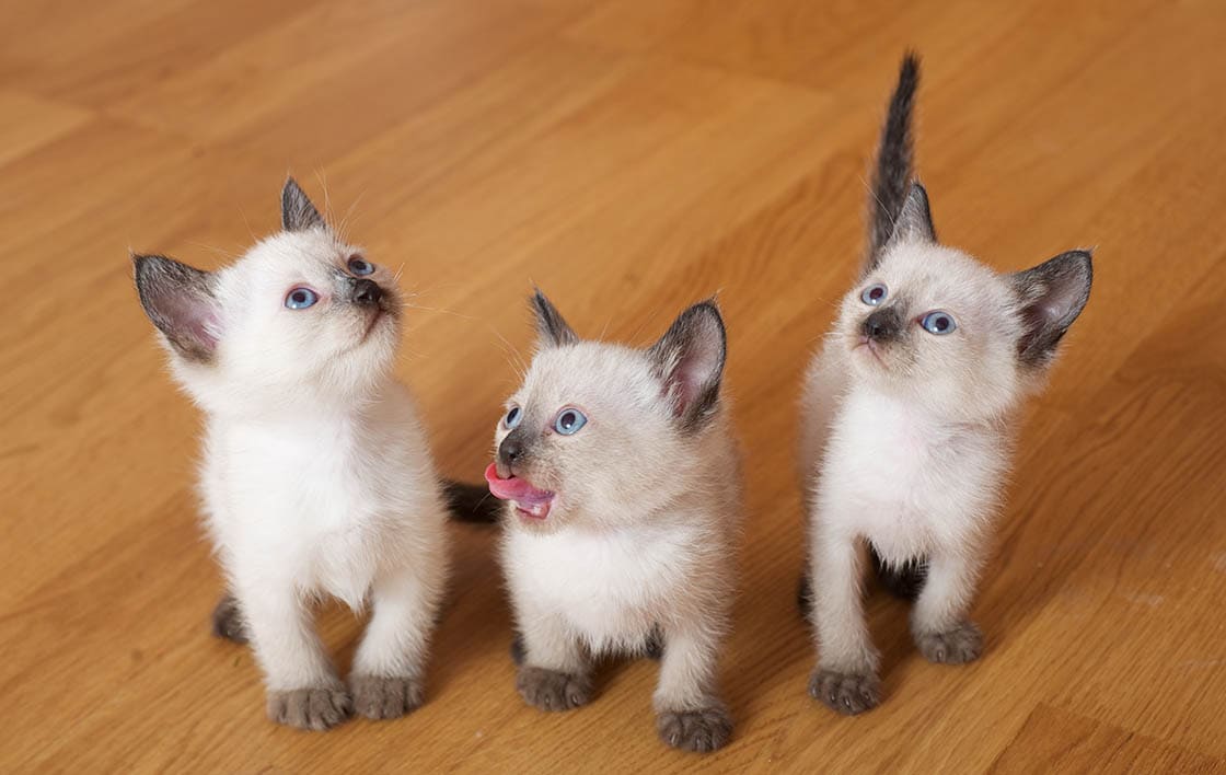 Siamese Kittens for Sale in Michigan: Breeders List 2026