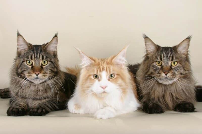How Many Cats Can You Own in New Jersey in 2026? Facts & FAQ